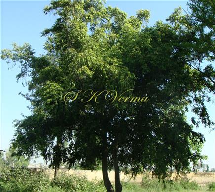  Plant (Female)